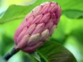 Magnolia biała PARASOLOWATA
