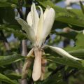 Magnolia biała PARASOLOWATA