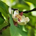 Magnolia biała PARASOLOWATA