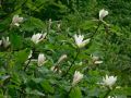 Magnolia biała PARASOLOWATA