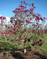 Magnolia BLACK TULIP