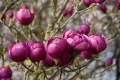 Magnolia BLACK TULIP