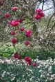 Magnolia BLACK TULIP