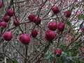 Magnolia BLACK TULIP