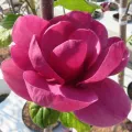Magnolia BLACK TULIP