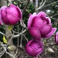 Magnolia BLACK TULIP