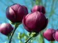 Magnolia BLACK TULIP