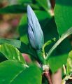 Magnolia BLUE OPAL