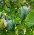 Magnolia BLUE OPAL