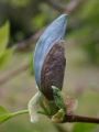 Magnolia BLUE OPAL