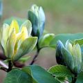Magnolia BLUE OPAL