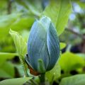 Magnolia BLUE OPAL