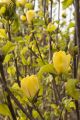 Magnolia brooklińska YELLOW BIRD