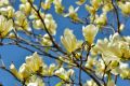 Magnolia brooklińska YELLOW BIRD