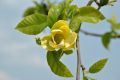 Magnolia brooklińska YELLOW BIRD