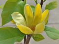 Magnolia brooklińska YELLOW BIRD