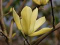 Magnolia brooklińska YELLOW BIRD