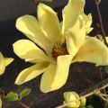 Magnolia BUTTERFLIES