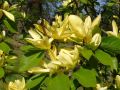 Magnolia DAPHNE