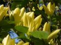 Magnolia DAPHNE