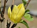 Magnolia DAPHNE
