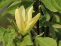 Magnolia DAPHNE