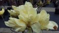 Magnolia ELIZABETH