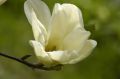 Magnolia ELIZABETH