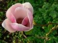 Magnolia FRAGRANT CLOUD
