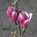 Magnolia FRAGRANT CLOUD