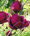 Magnolia GENIE