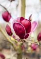 Magnolia GENIE