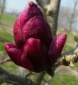 Magnolia GENIE