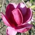 Magnolia GENIE