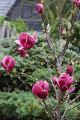 Magnolia GENIE