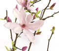 Magnolia GEORGE HENRY KERN
