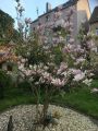 Magnolia GEORGE HENRY KERN