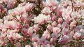 Magnolia GEORGE HENRY KERN