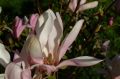 Magnolia GEORGE HENRY KERN