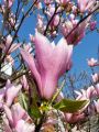 Magnolia GEORGE HENRY KERN