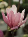 Magnolia GEORGE HENRY KERN