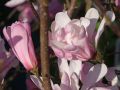 Magnolia GEORGE HENRY KERN