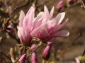 Magnolia GEORGE HENRY KERN