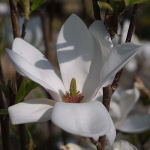 Magnólia ALBA SUPERBA