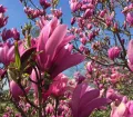 Magnolia SUSAN