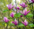 Magnolia SUSAN