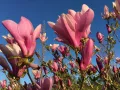 Magnolia SUSAN