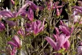 Magnolia SUSAN