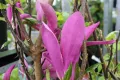 Magnolia SUSAN