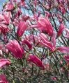 Magnolia SUSAN